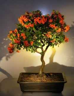Flowering Pyracantha Bonsai Tree (pyracantha 'mohave')